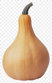 Butternut Squash