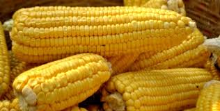 Corn