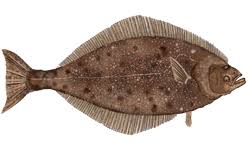 halibut