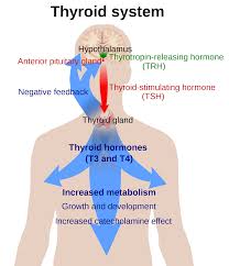 Thyroid Hormones
