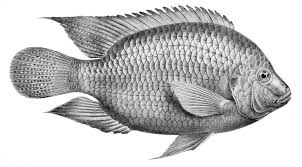 tilapia