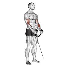 Cable Hammer Curls