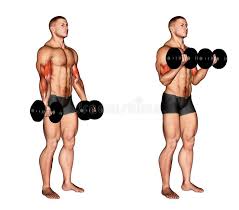 Dumbbell Curls
