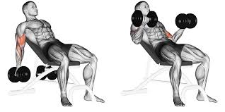 Incline Dumbbell Curls