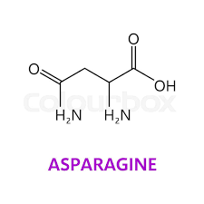 asparagine
